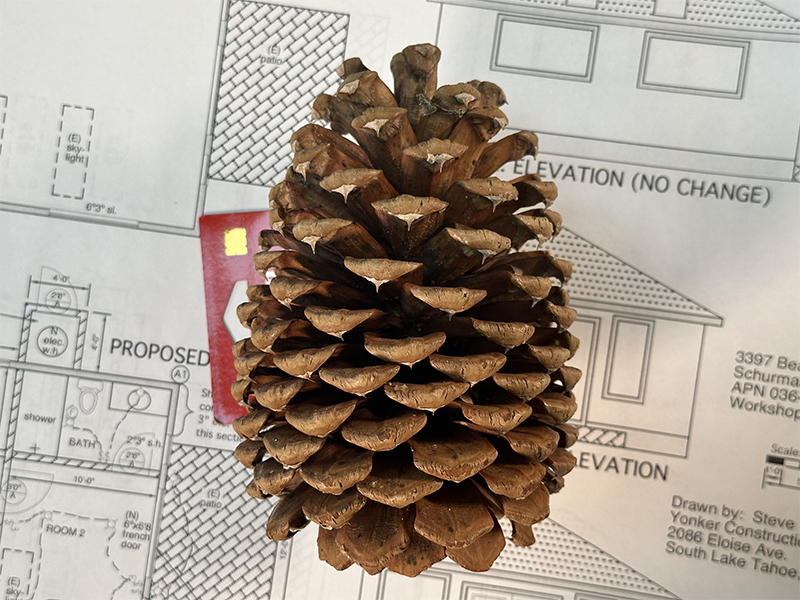 Pinecone_photo1