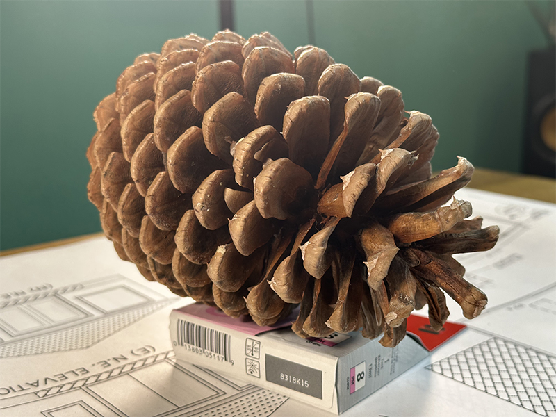 Pinecone_photo3