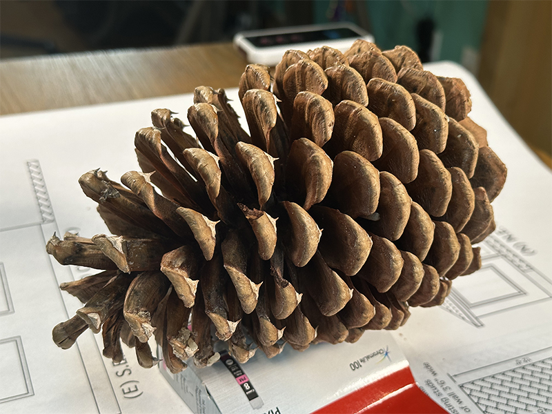 Pinecone_photo4