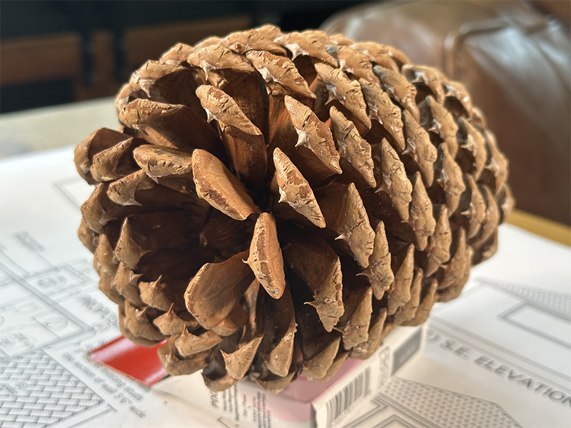 Pinecone_photo6