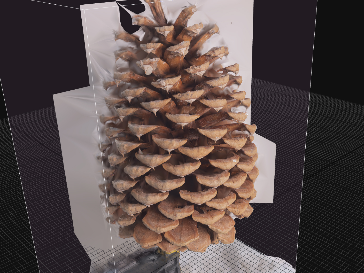 Pinecones_broken2